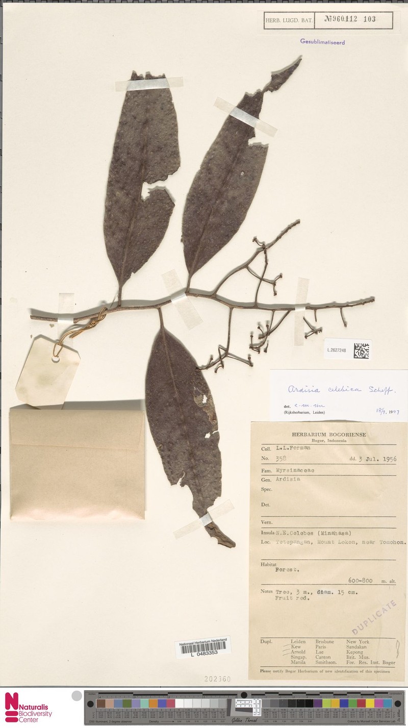 Ardisia celebica photo 4