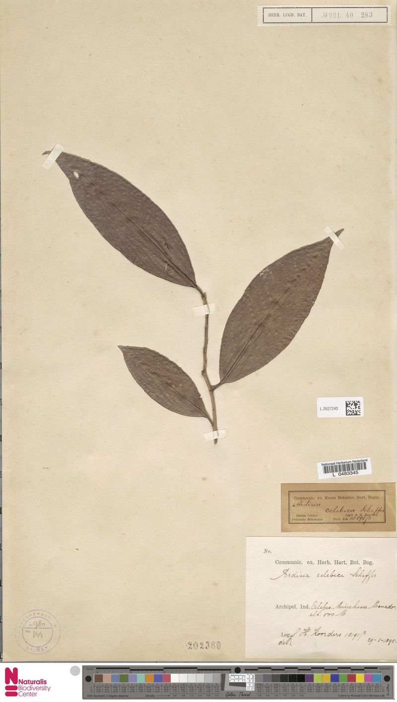Ardisia celebica photo 5