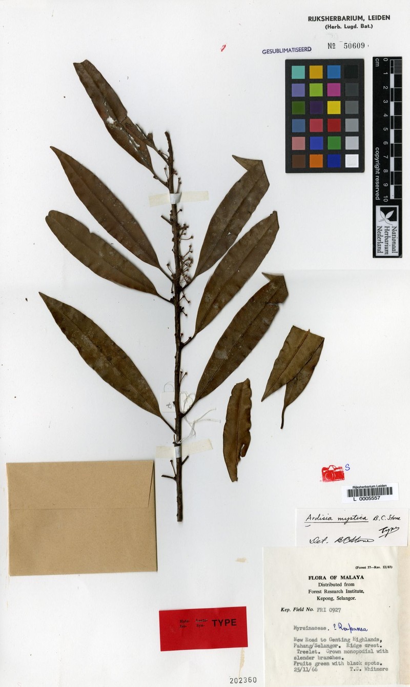 Ardisia chrysophyllifolia