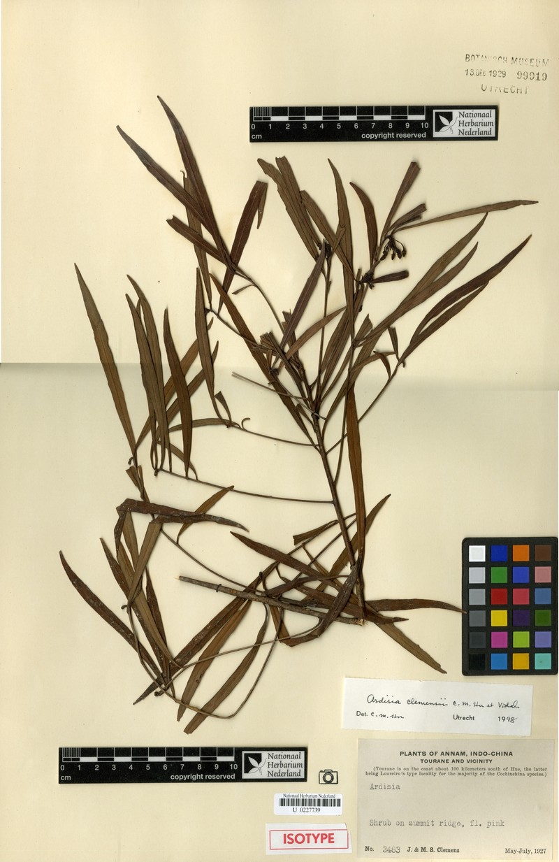 Ardisia clemensii
