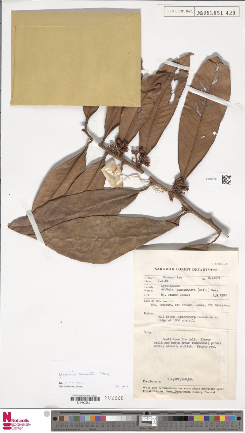 Ardisia coarcta