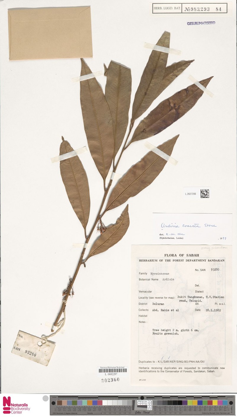 Ardisia coarcta photo 2
