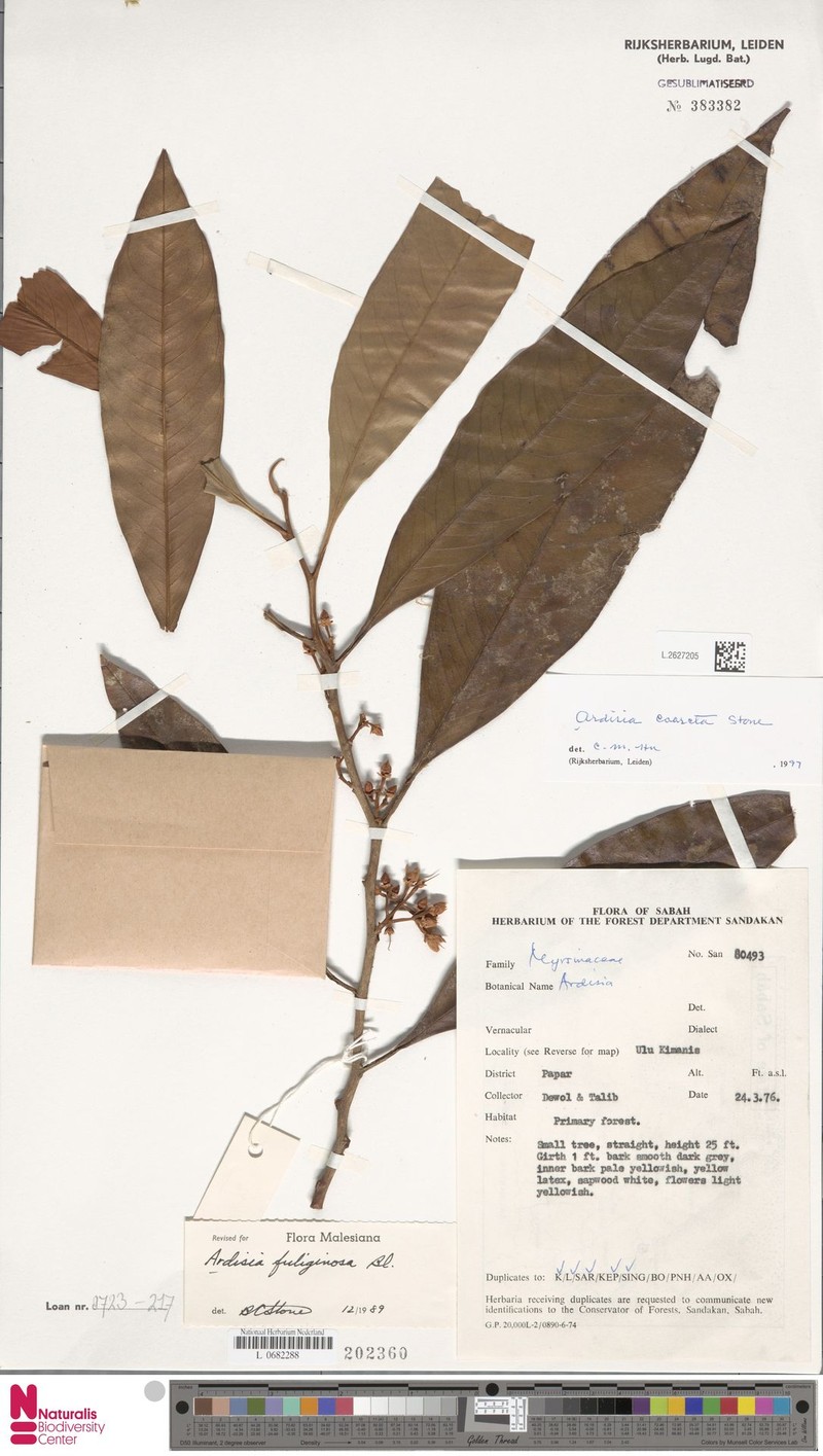 Ardisia coarcta photo 3