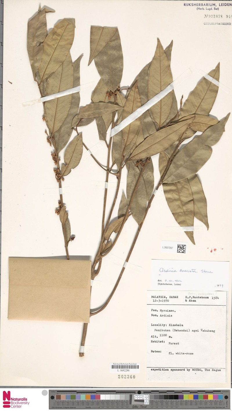Ardisia coarcta photo 4