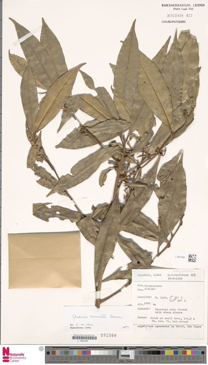 Ardisia coarcta photo 5