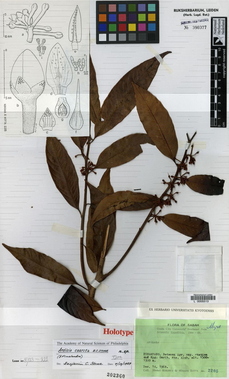 Ardisia coarcta photo 6