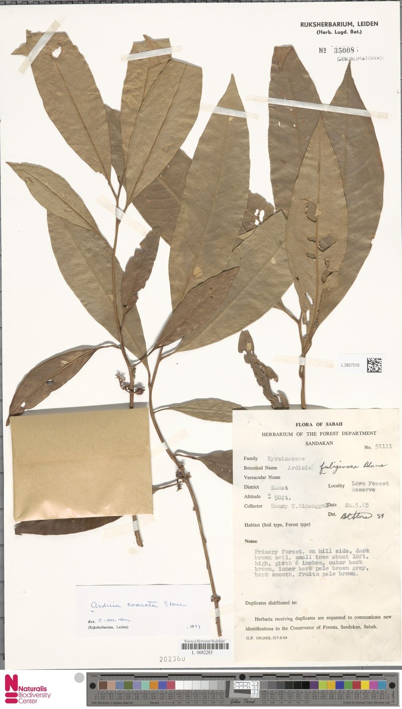 Ardisia coarcta photo 7