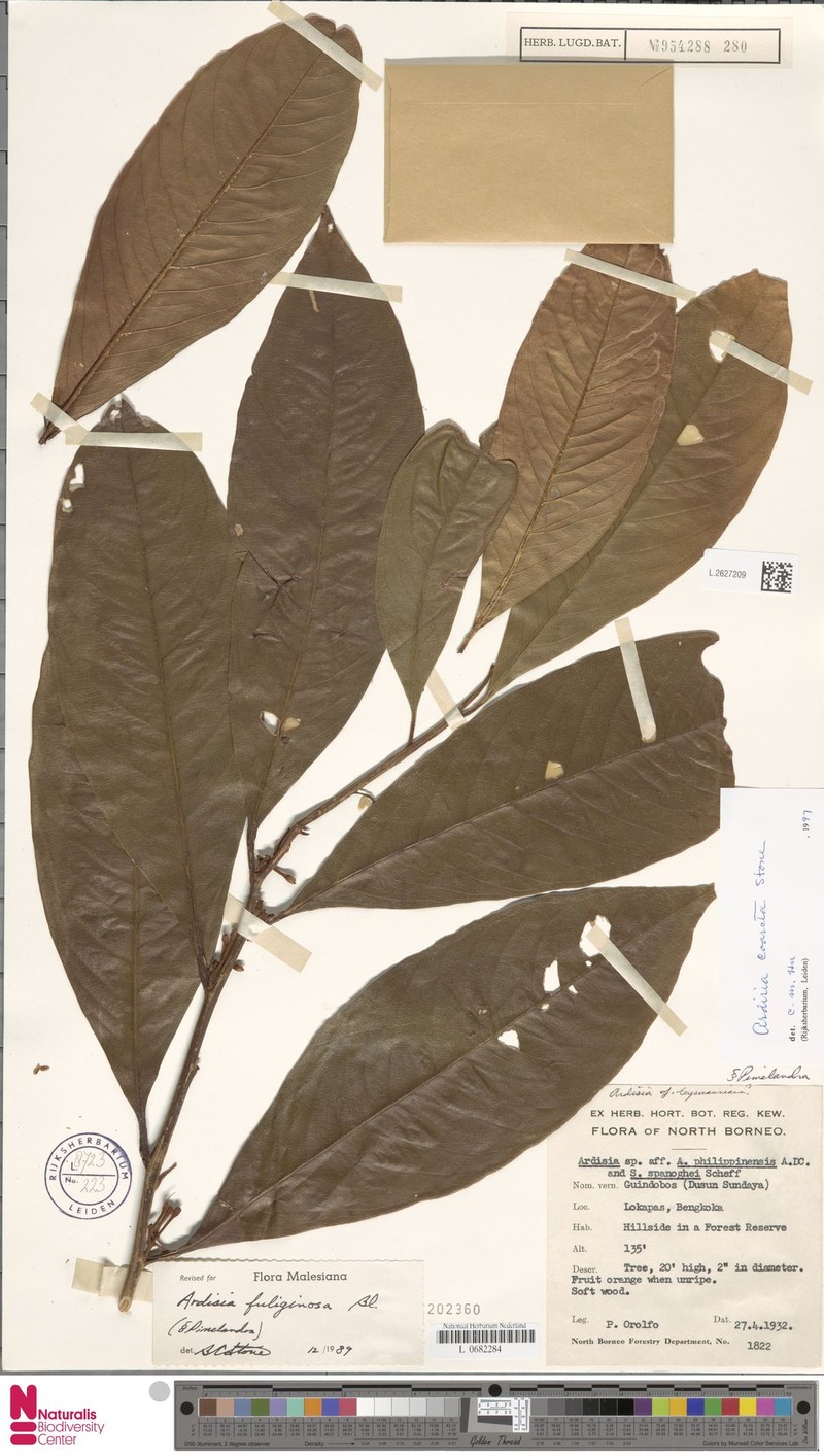 Ardisia coarcta photo 8