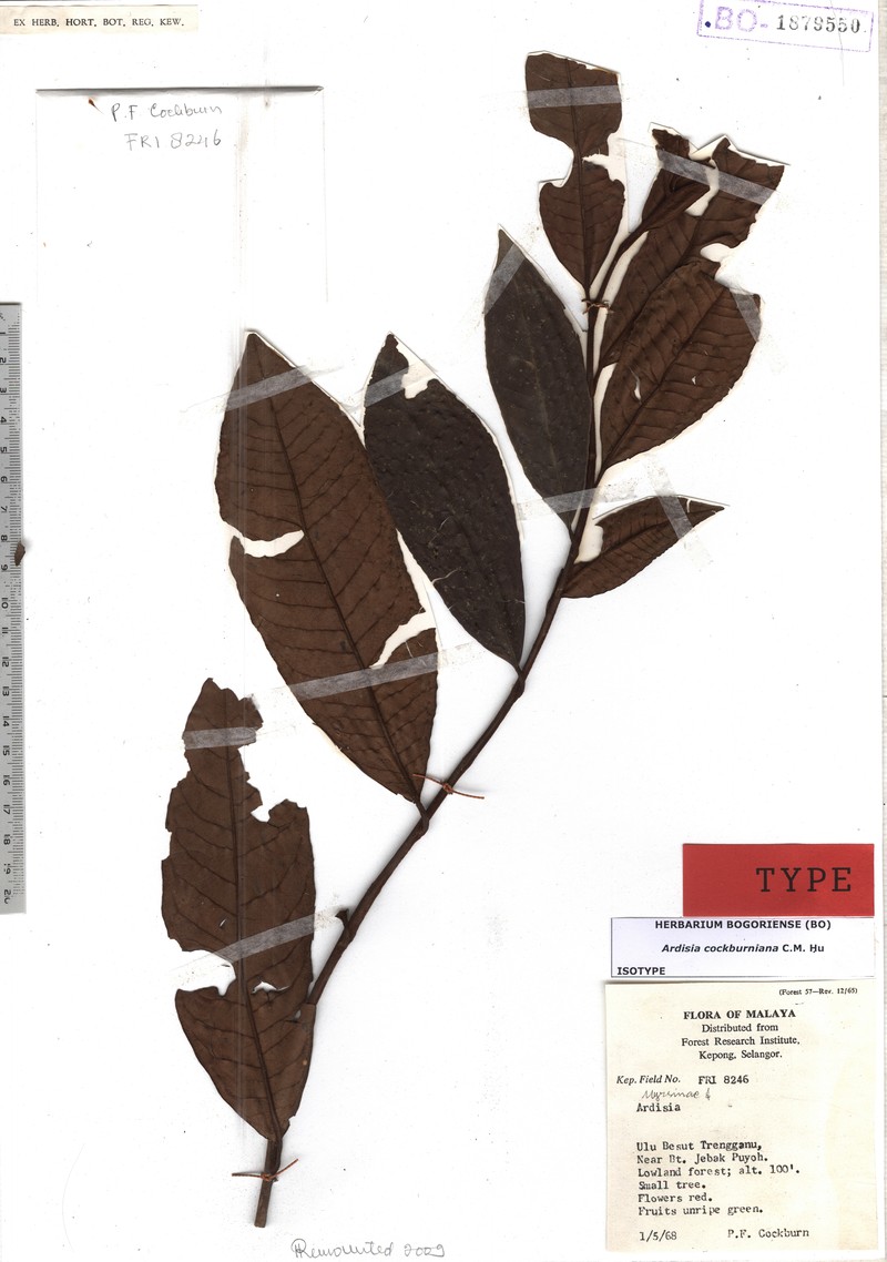 Ardisia cockburniana