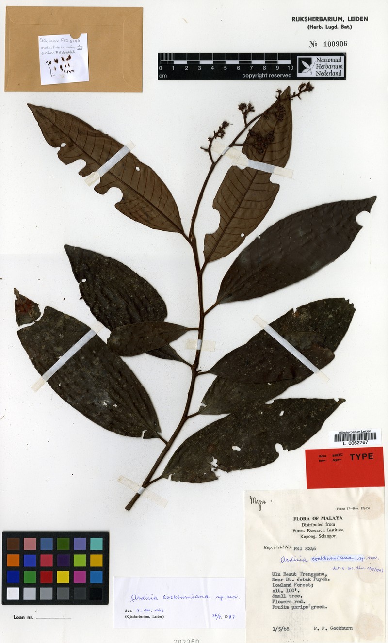 Ardisia cockburniana photo 2