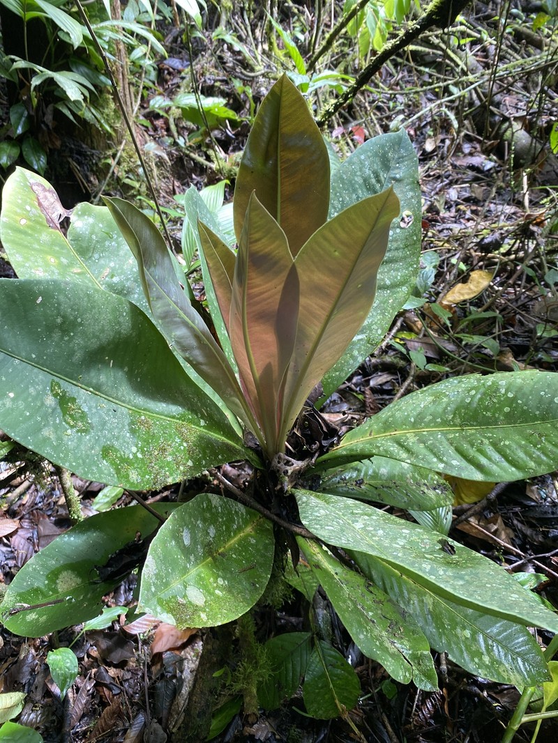 Ardisia coclensis
