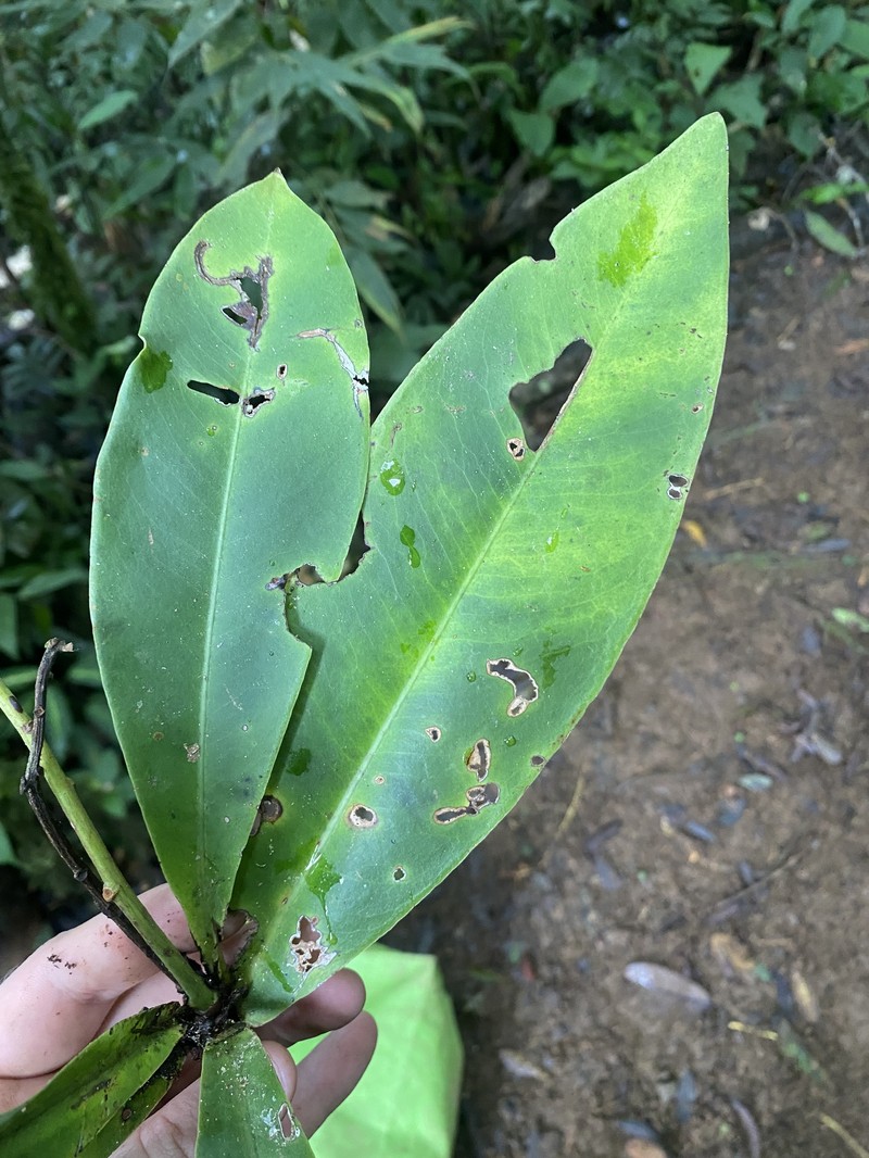 Ardisia coclensis photo 2