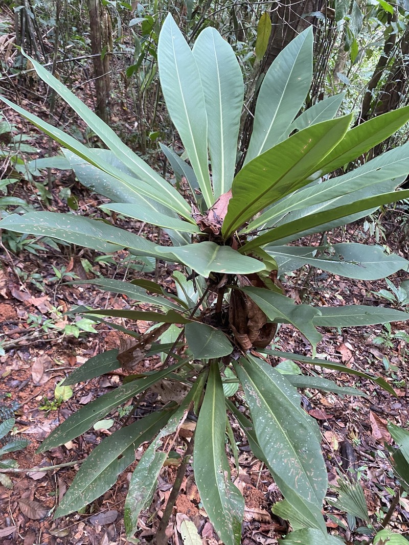 Ardisia coclensis photo 3