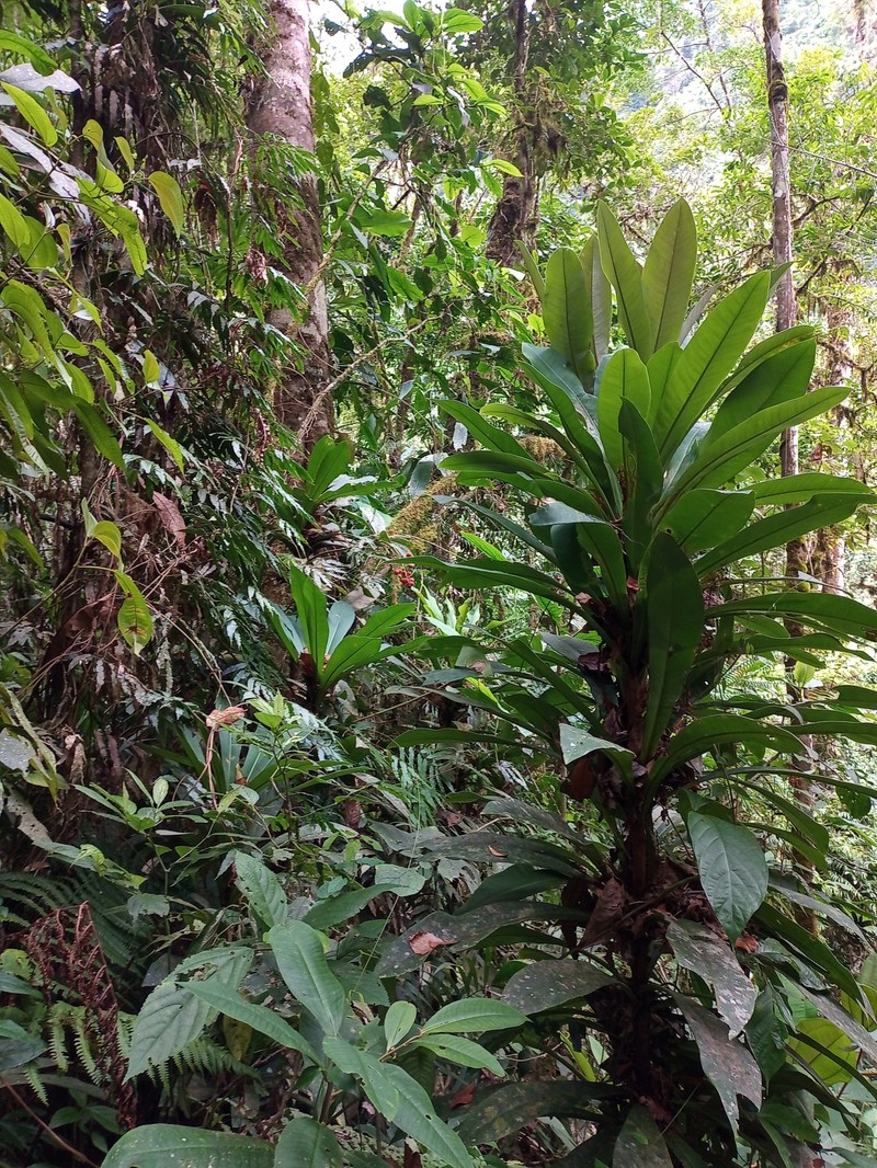 Ardisia coclensis photo 4