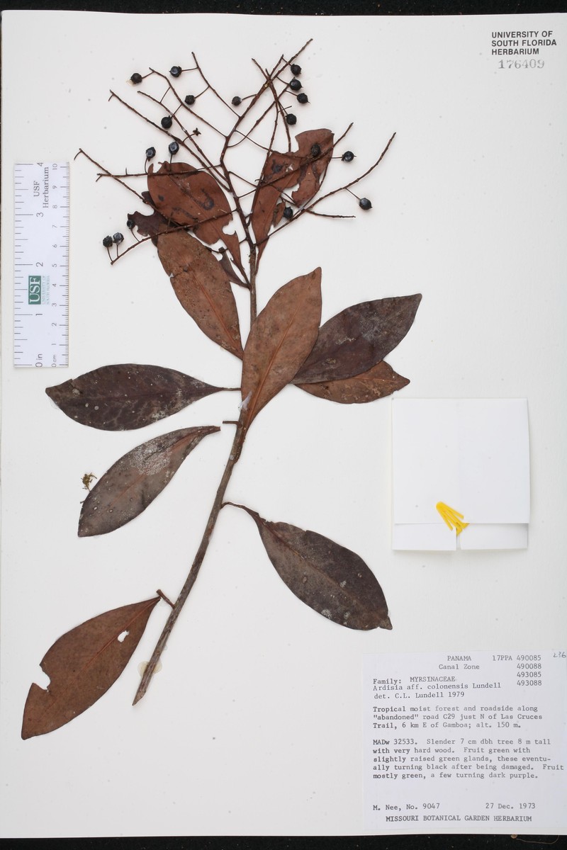 Ardisia colonensis