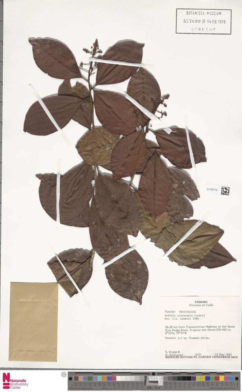 Ardisia colonensis photo 2