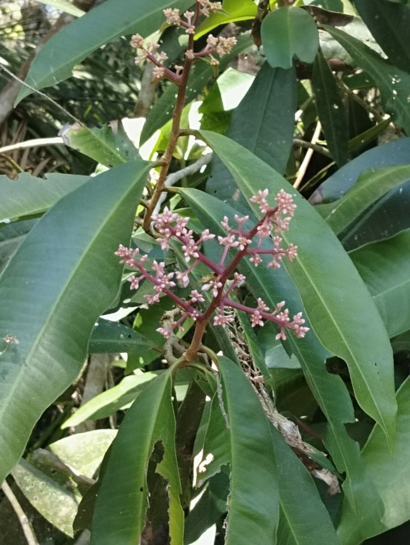 Ardisia colorata