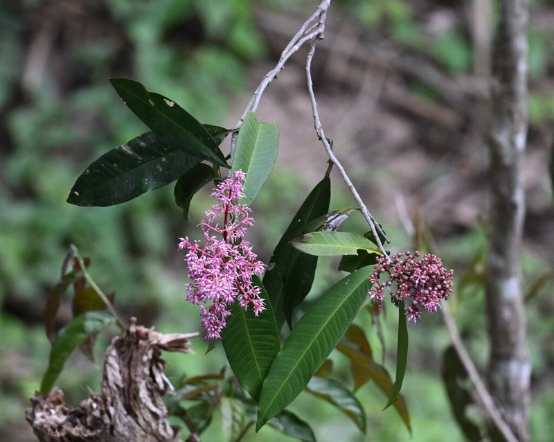 Ardisia colorata photo 4