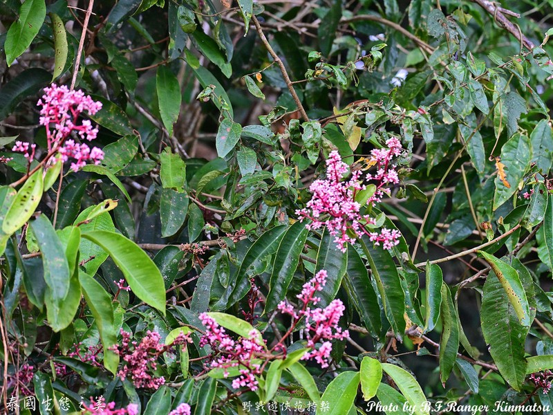 Ardisia colorata photo 5
