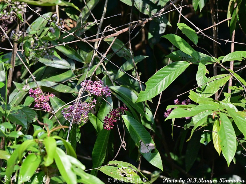 Ardisia colorata photo 6