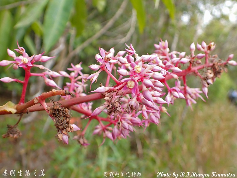 Ardisia colorata photo 7