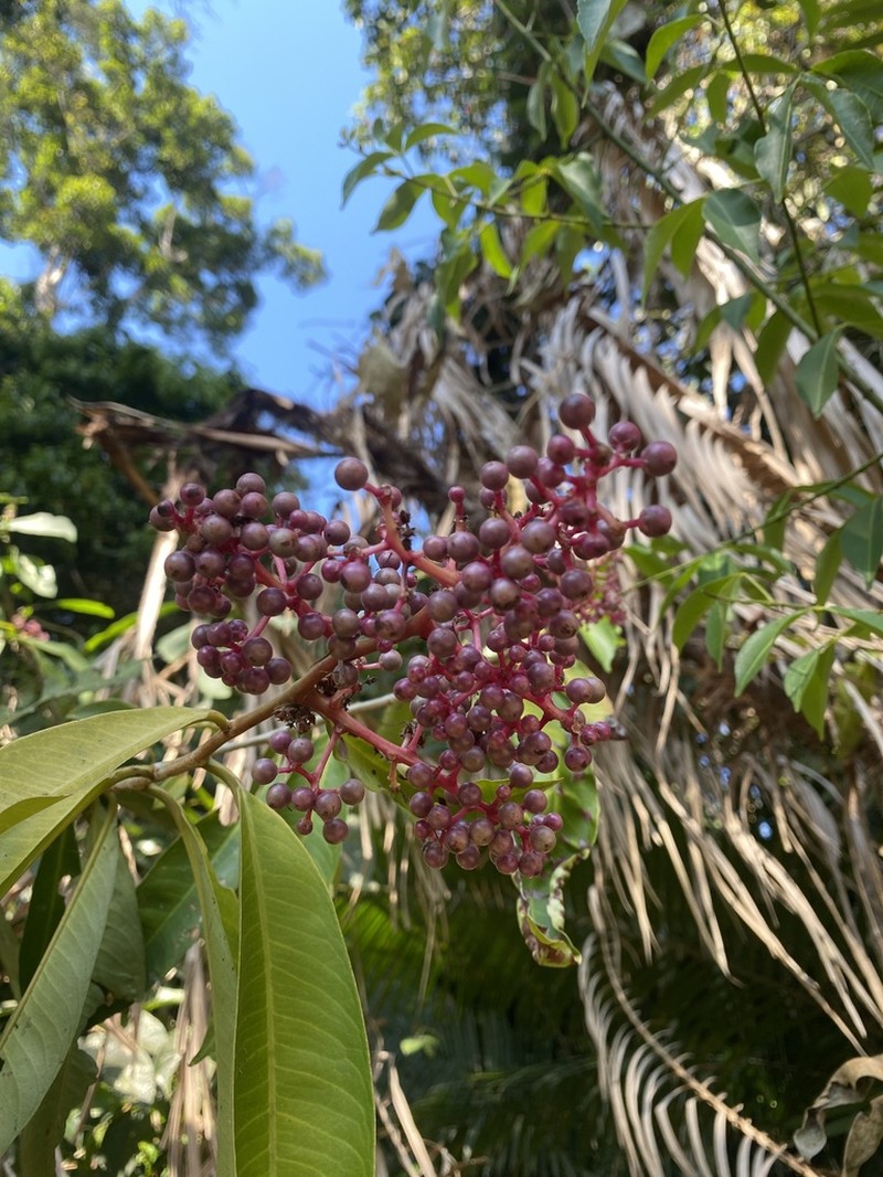 Ardisia complanata