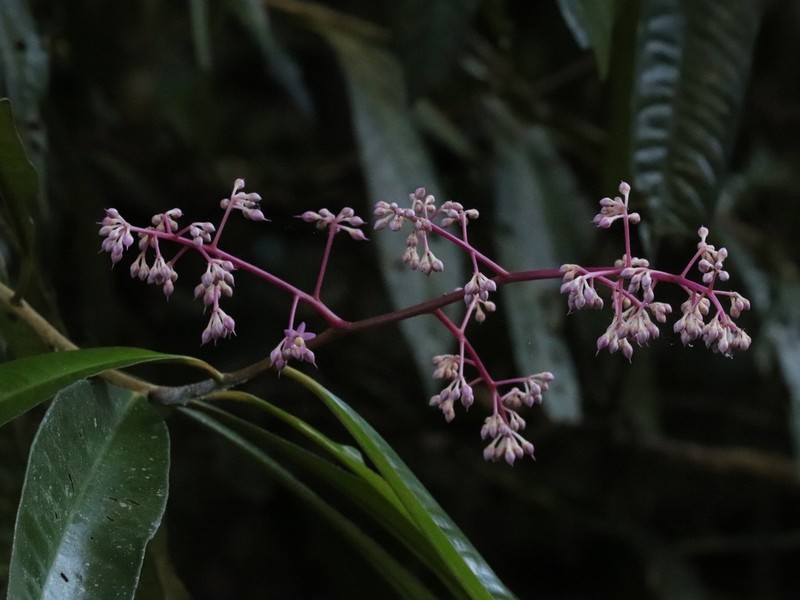 Ardisia complanata photo 2