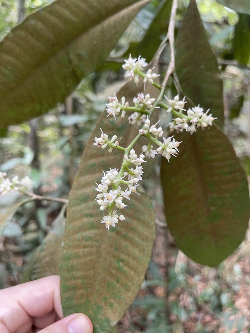 Ardisia complanata photo 3