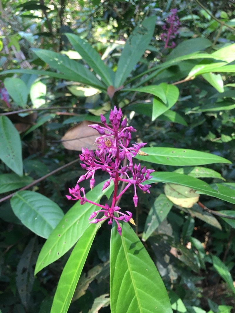 Ardisia complanata photo 4