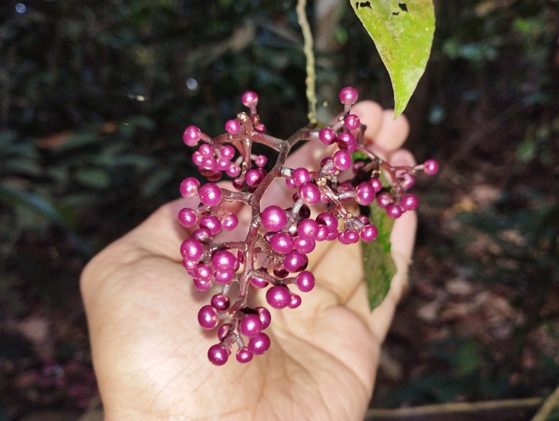 Ardisia complanata photo 5