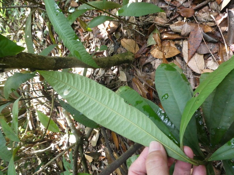 Ardisia complanata photo 6