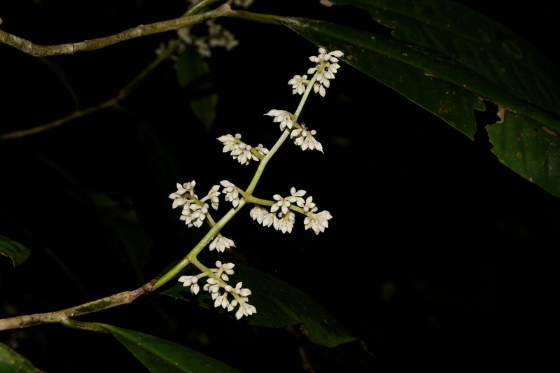 Ardisia complanata photo 7