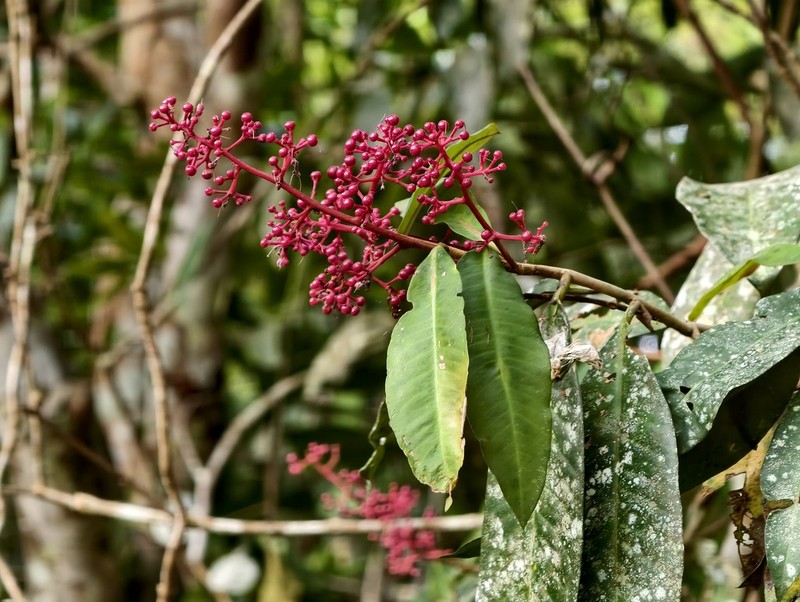 Ardisia complanata photo 8