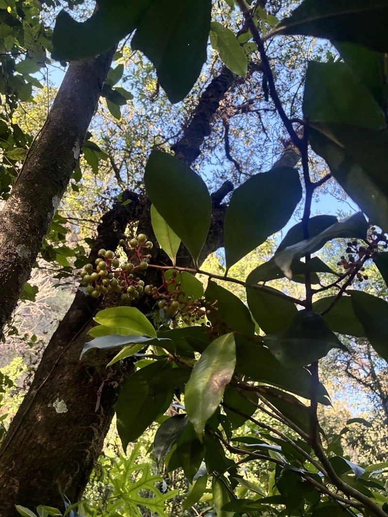 Ardisia compressa