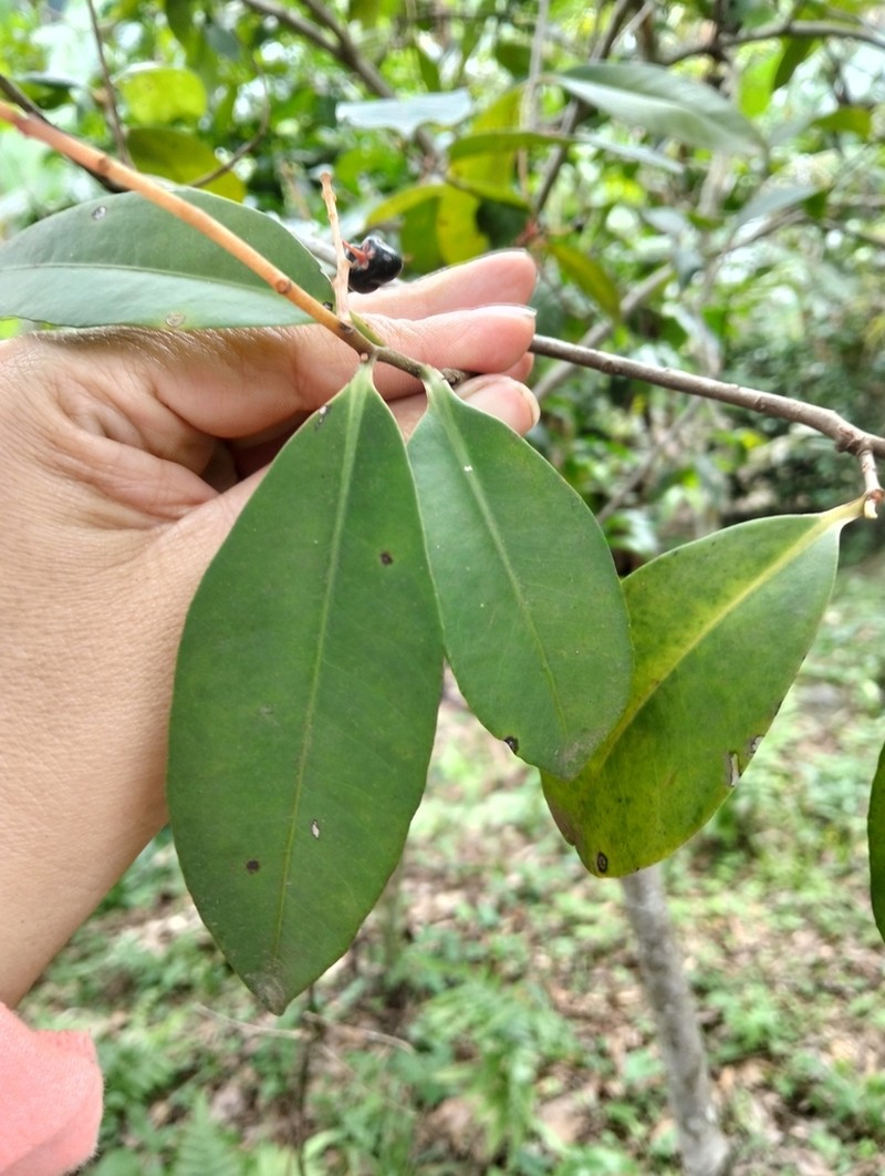 Ardisia compressa photo 2