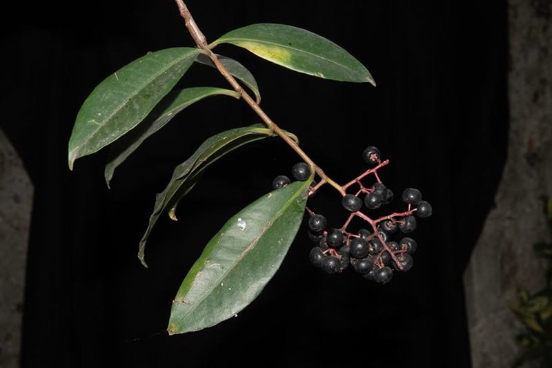 Ardisia compressa photo 3