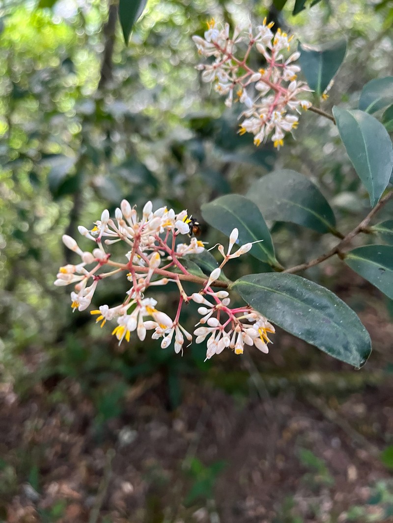 Ardisia compressa photo 4