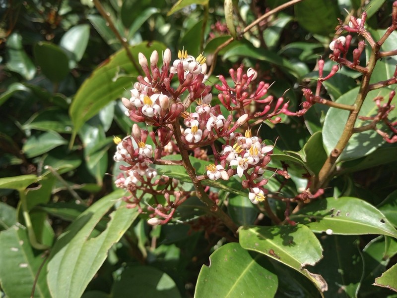 Ardisia compressa photo 5