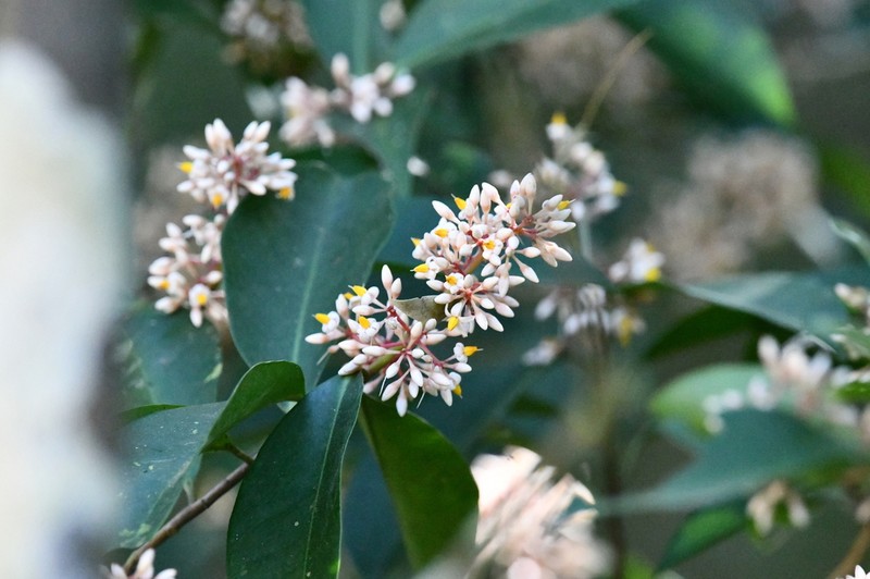 Ardisia compressa photo 6