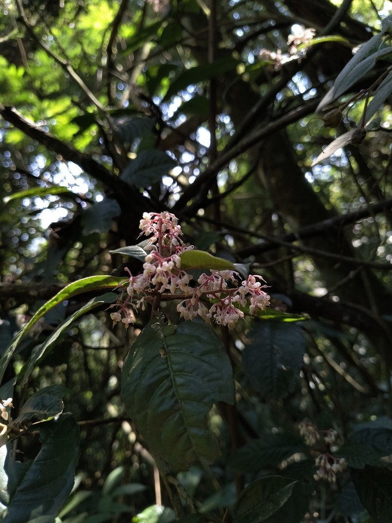 Ardisia compressa photo 7
