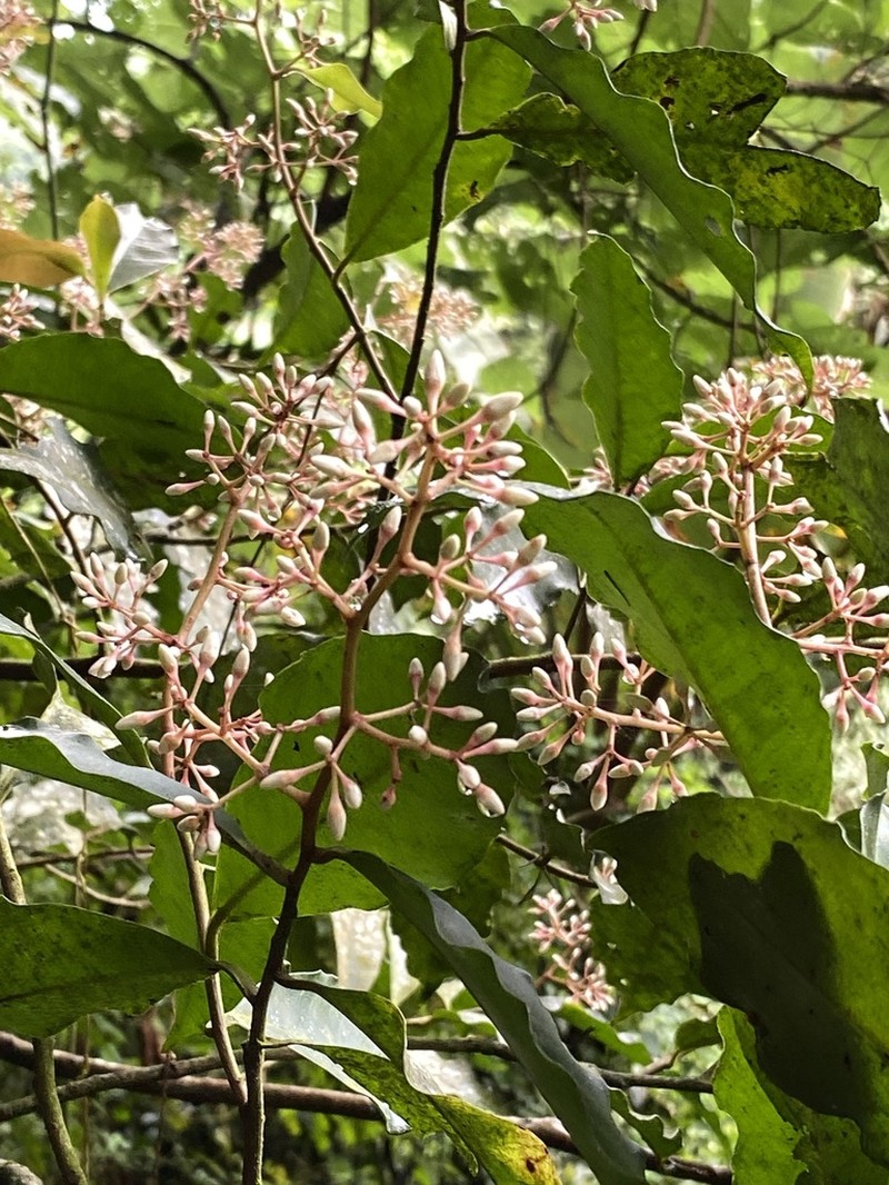 Ardisia compressa photo 8