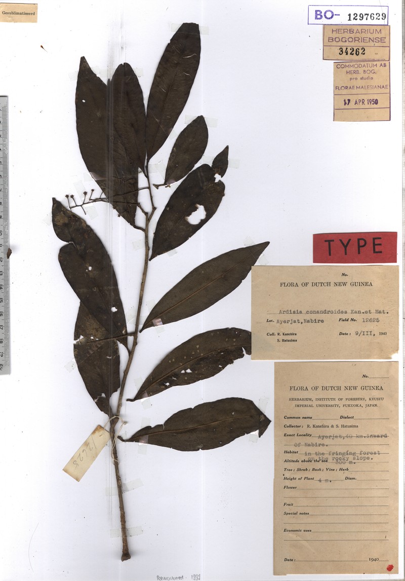 Ardisia conandroides