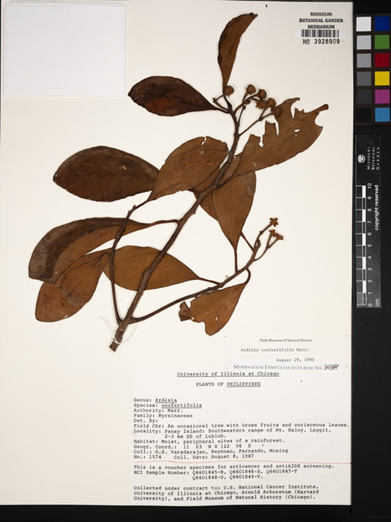 Ardisia confertiflora photo 2