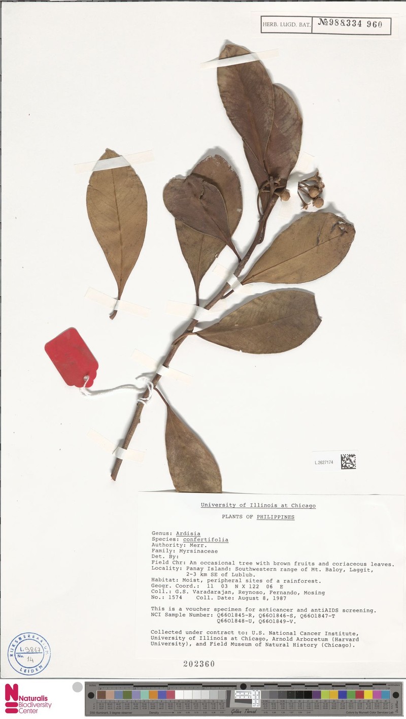 Ardisia confertiflora