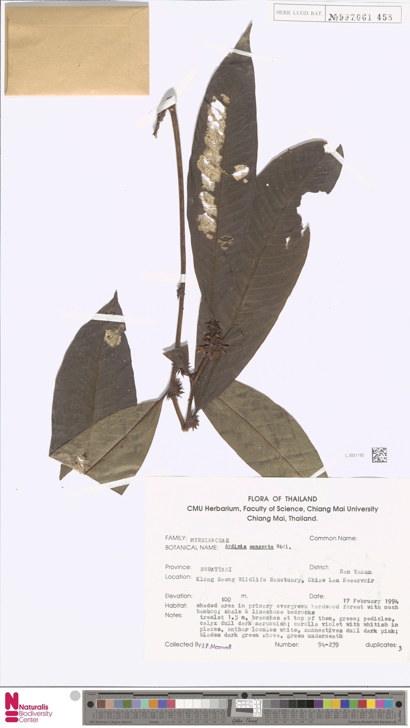 Ardisia congesta