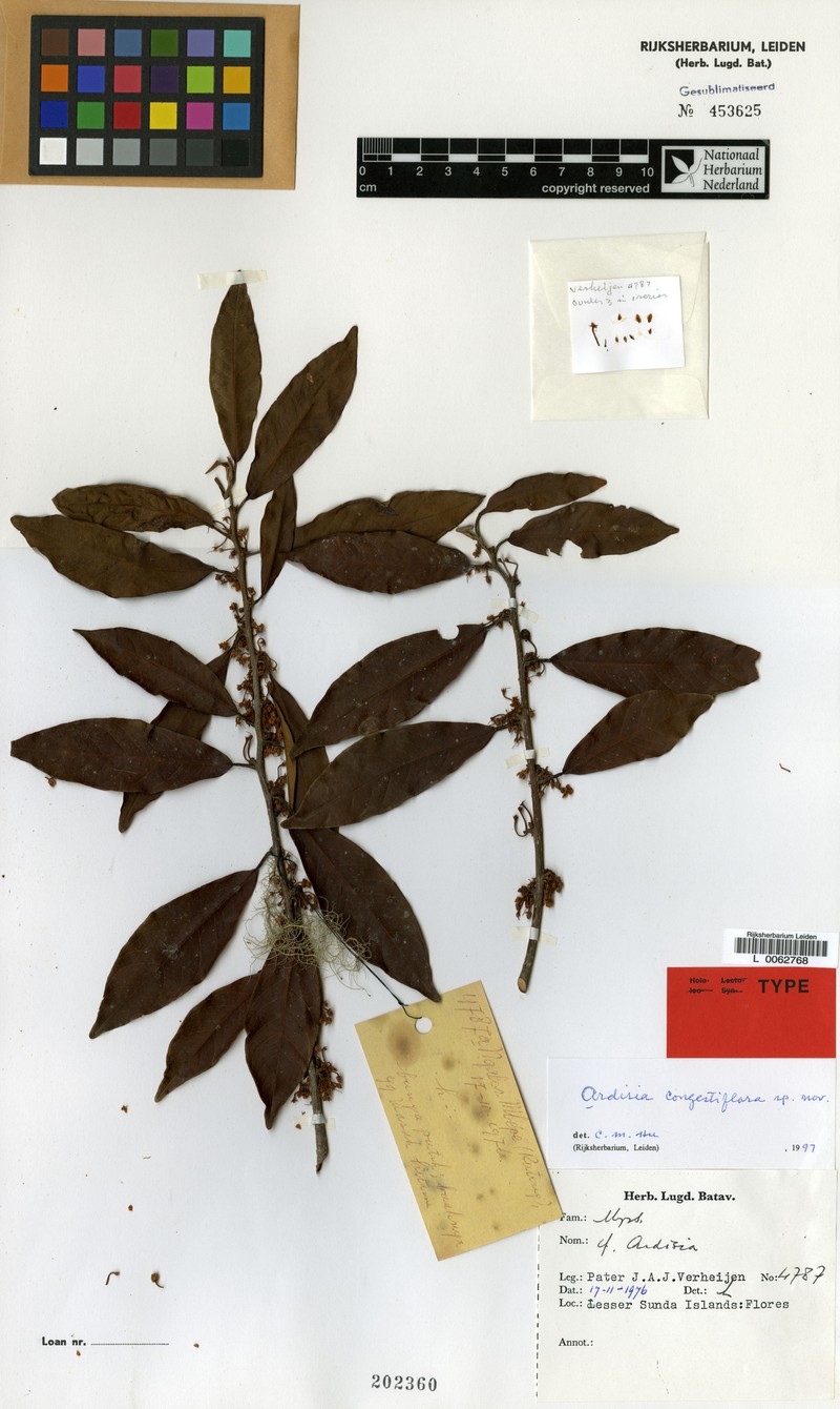 Ardisia congestiflora