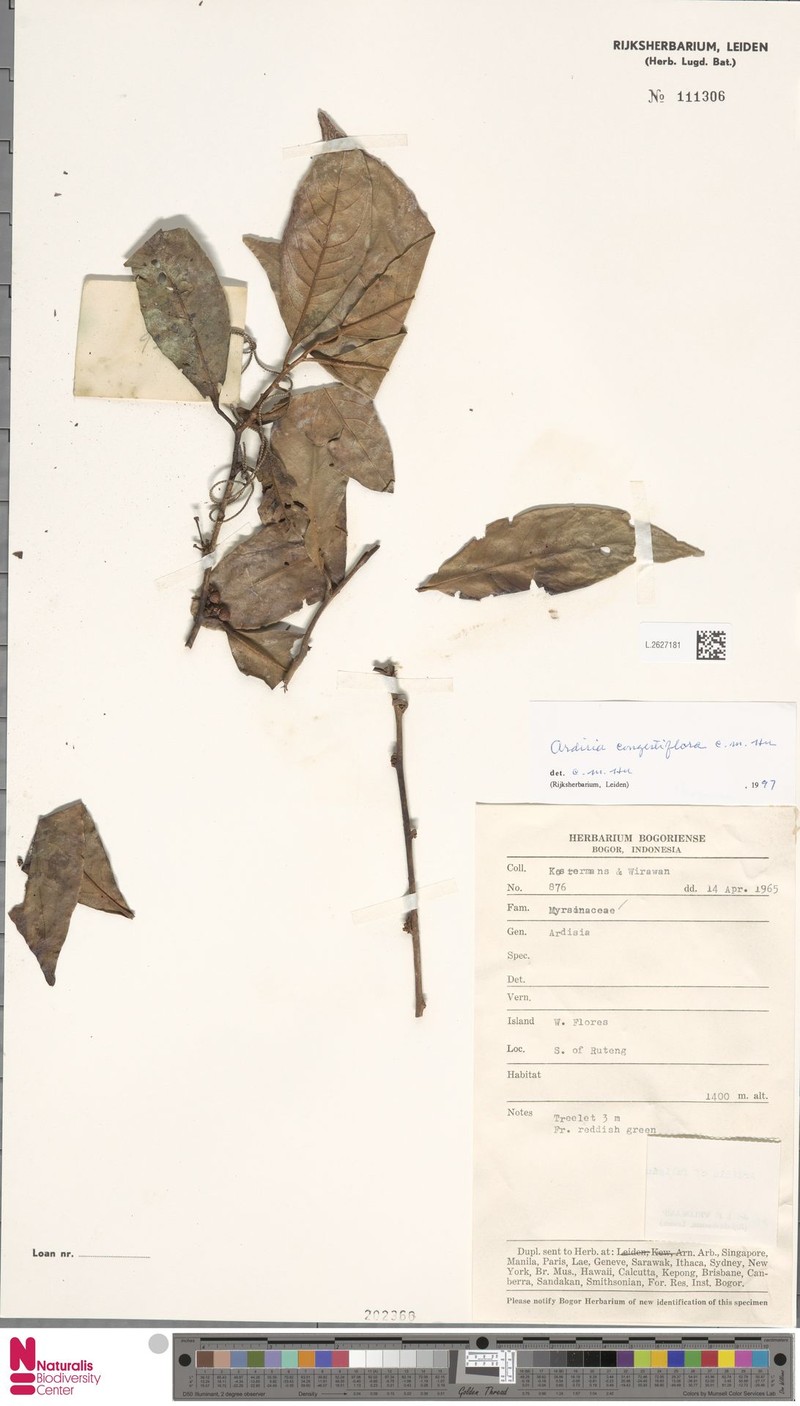 Ardisia congestiflora photo 2