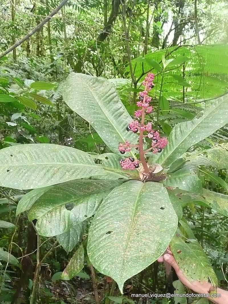 Ardisia conoidea photo 3