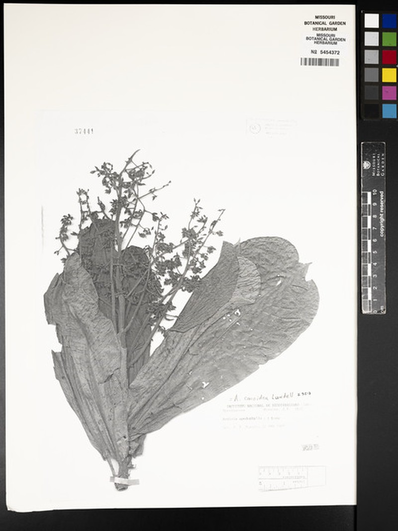 Ardisia conoidea photo 4
