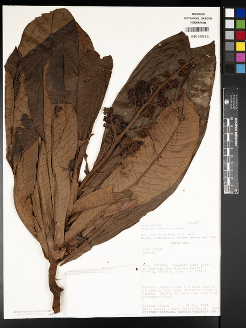 Ardisia conoidea photo 6